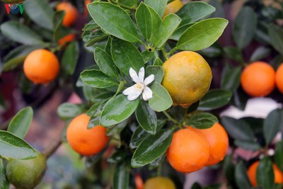 Bonsai kumquat trees of Hanoi’s village attracts customers