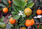 Bonsai kumquat trees of Hanoi's village attracts customers