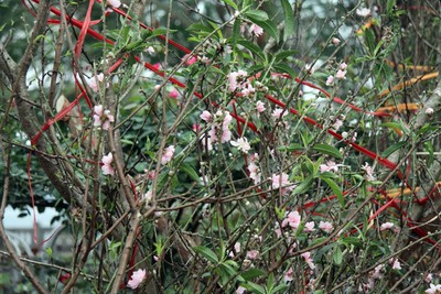 Hanoi's streets flooded by wild peach blossoms as Tet approaches