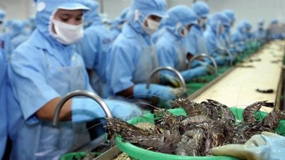 Vietnam shrimp exports to Australia rise strongly in 2019