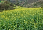 Discovering yellow mustard flowers of Mu Cang Chai terraced fields