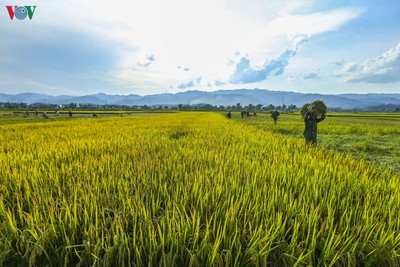 Stunning view of Muong Thanh golden paddy fields in Dien Bien