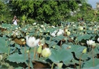 Hanoi sees hordes of people flock to white lotus flower pond