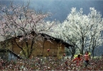 Na Ka plum valley on Moc Chau plateau