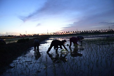 Farmers sow rice at night to avoid extreme heat in Hanoi