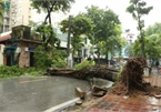 Trees across Hanoi devastated by storm Wipha