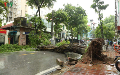 Trees across Hanoi devastated by storm Wipha
