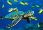 Programme to promote conservation of endangered sea turtles