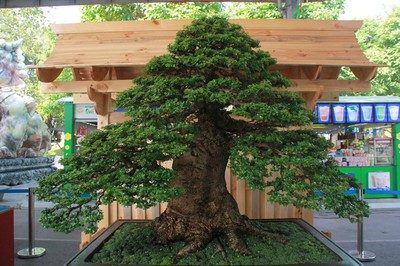Thousands of bonsai go on show at Asia-Pacific Exhibition