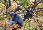 Grey-shanked douc langurs on Son Tra peninsula