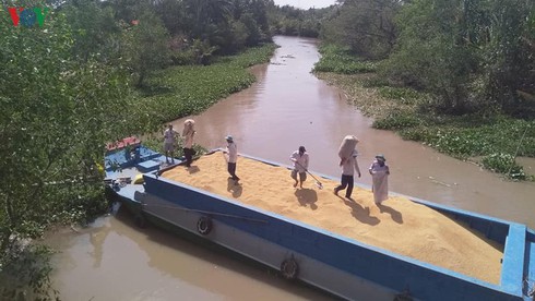 temporary suspension of rice exports given thumbs-up hinh 1