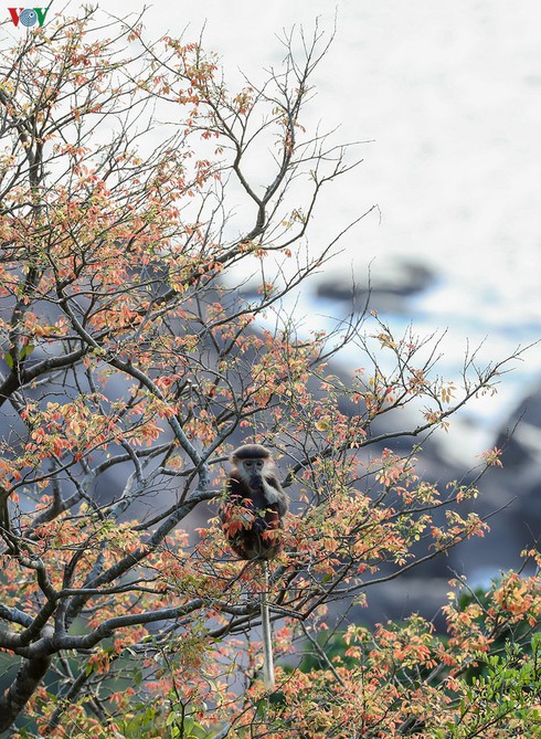 grey-shanked douc langurs on son tra peninsula hinh 9