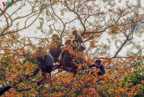 grey-shanked douc langurs on son tra peninsula hinh 11