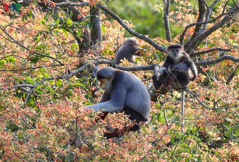 grey-shanked douc langurs on son tra peninsula hinh 12