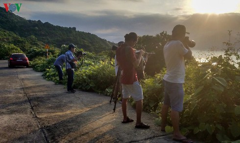 grey-shanked douc langurs on son tra peninsula hinh 13