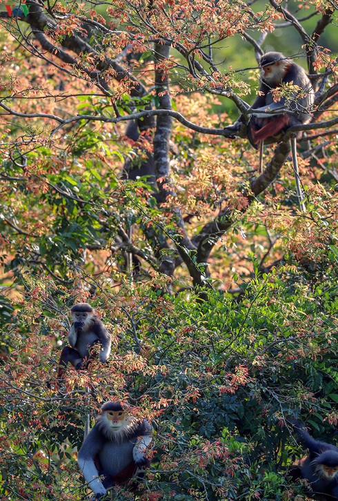 grey-shanked douc langurs on son tra peninsula hinh 14