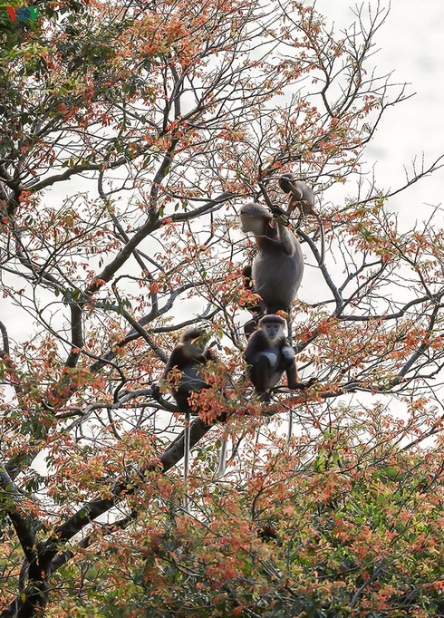 grey-shanked douc langurs on son tra peninsula hinh 15