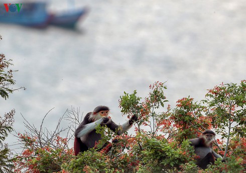 grey-shanked douc langurs on son tra peninsula hinh 16