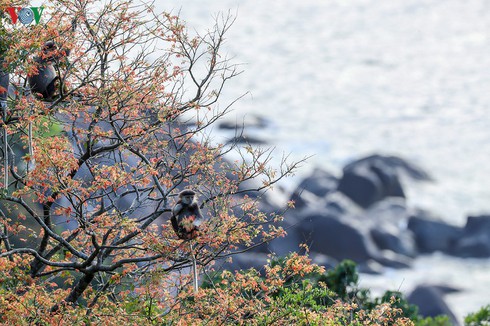 grey-shanked douc langurs on son tra peninsula hinh 0