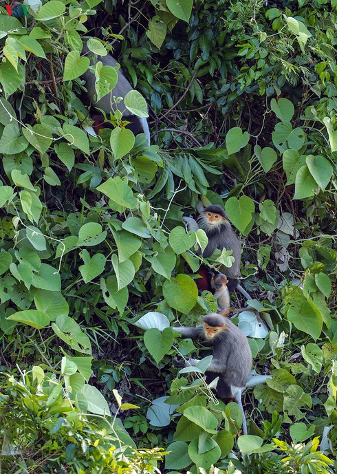 grey-shanked douc langurs on son tra peninsula hinh 1