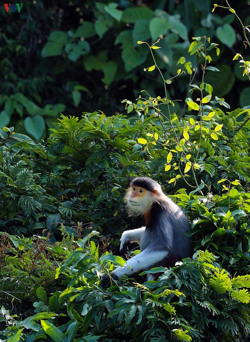 grey-shanked douc langurs on son tra peninsula hinh 2