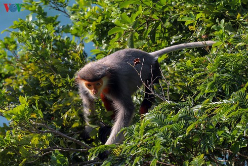 grey-shanked douc langurs on son tra peninsula hinh 3