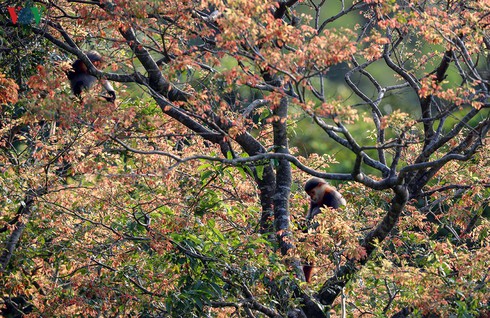 grey-shanked douc langurs on son tra peninsula hinh 4