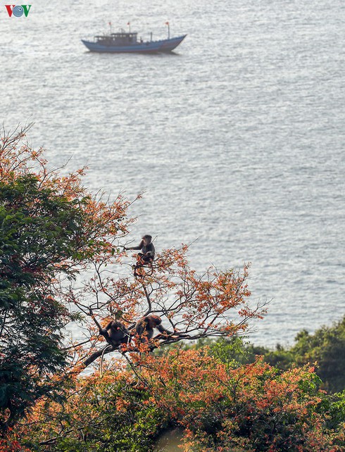 grey-shanked douc langurs on son tra peninsula hinh 5