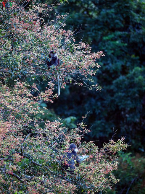 grey-shanked douc langurs on son tra peninsula hinh 6