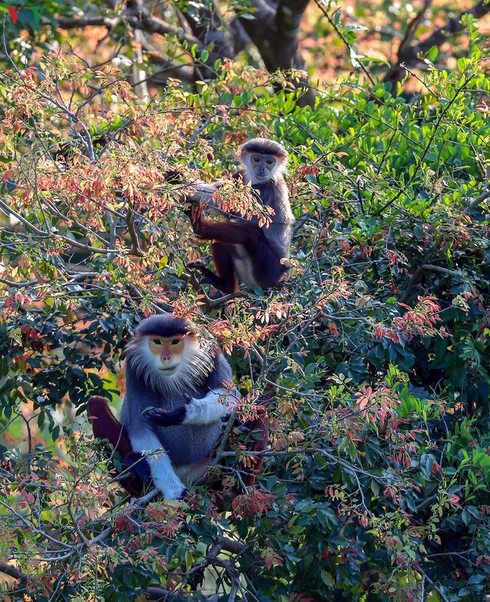 grey-shanked douc langurs on son tra peninsula hinh 8