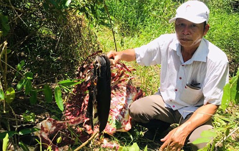 a gaur killed at cat tien national park hinh 0