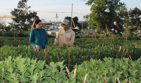 flower villages busy for tet hinh 1