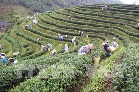 thai nguyen festival honours tea processing industry hinh 0