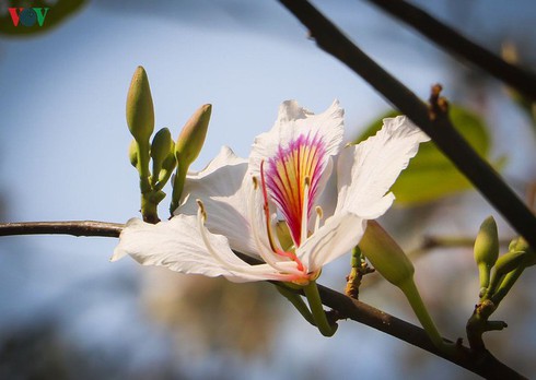 ban – signature flower of vietnam’s northwestern mountain region hinh 0