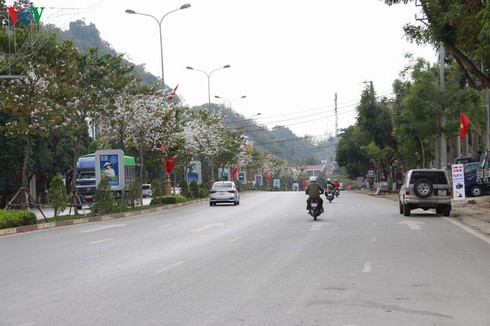 ban – signature flower of vietnam’s northwestern mountain region hinh 1