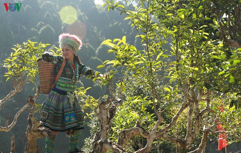 shan tuyet tea – a specialty from hoang lien son mountain range hinh 0