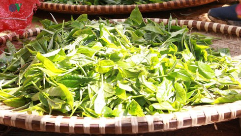 shan tuyet tea – a specialty from hoang lien son mountain range hinh 1