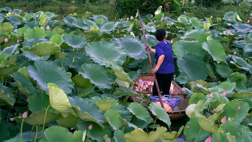 past and present linked in hanoi’s tradition of enjoying lotus tea hinh 0