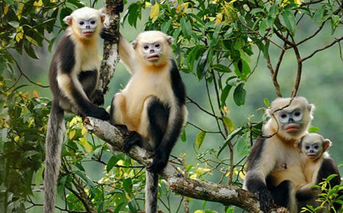 na hang ecotourism site, ha long bay of the hills hinh 1