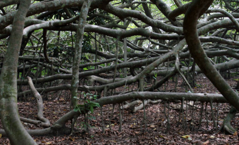 gian gua – a former revolutionary base in can tho city hinh 0