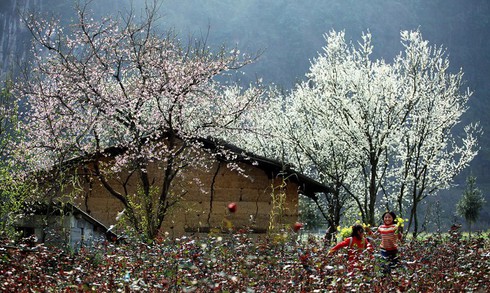 na ka plum valley on moc chau plateau, son la province hinh 0