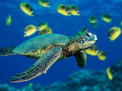 programme to promote conservation of endangered sea turtles hinh 0