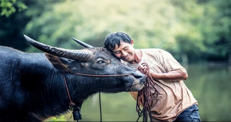 Năm Sửu nói về “nghề ” nuôi trâu ở miền Tây