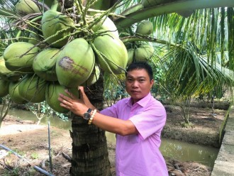 Trồng dừa sáp nuôi cấy phôi, trái mọc chi chít gốc, mỗi năm thu hàng trăm triệu đồng