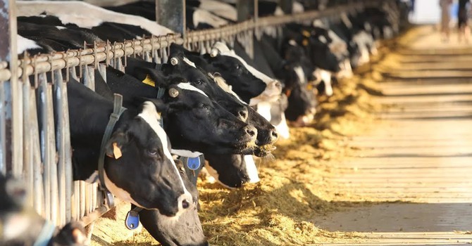 “Dính” hàng loạt vi phạm, CTCP Giống bò sữa Mộc Châu bị phạt hơn nửa tỷ đồng