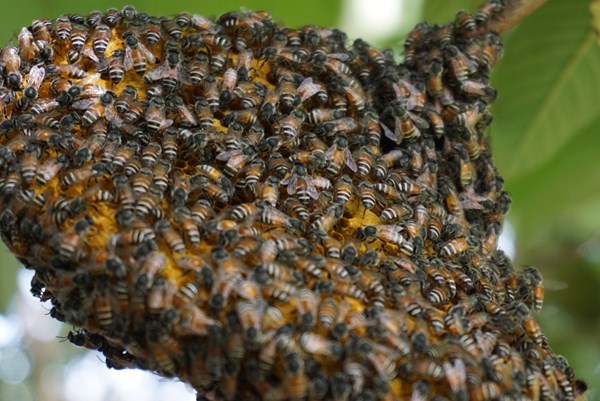 Bảo vệ tổ ong bằng robot và công nghệ AI