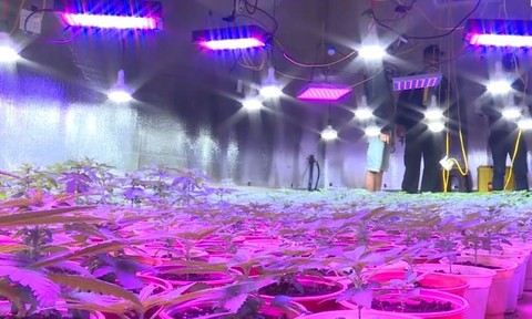 Đường dây trồng, mua bán cần sa quy mô lớn, lắp đèn led sưởi cây