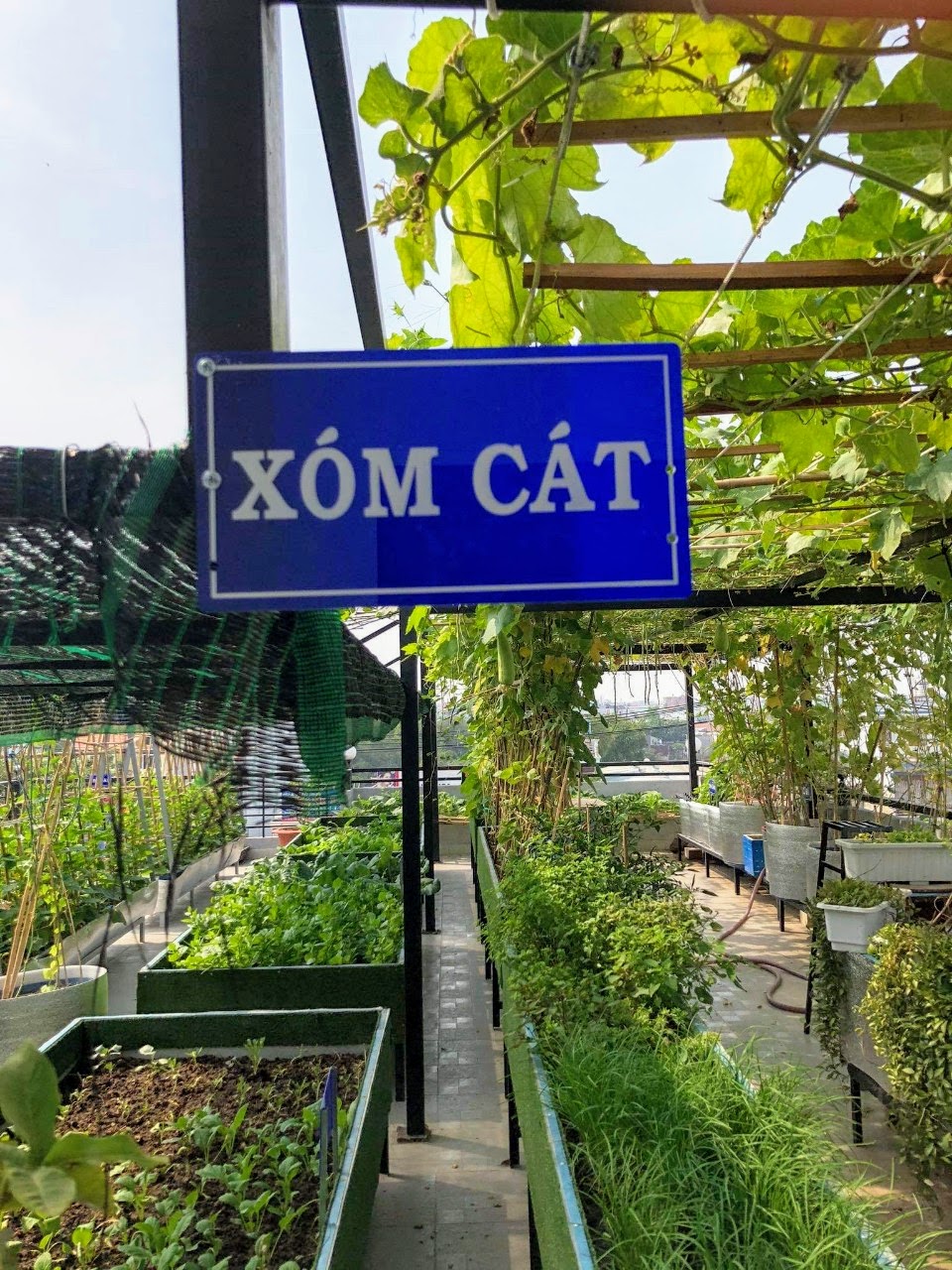 Chuyện người dân sinh sống tại TPHCM trưng dụng sân thượng, ban công làm những mảnh vườn trồng rau, cây cối,… không mới mẻ. Tuy nhiên, một sân vườn rộng toạ lạc lại được gắn cả bảng tên y như tên đường ở làng quê Bắc Bộ thì quả là mới lạ.