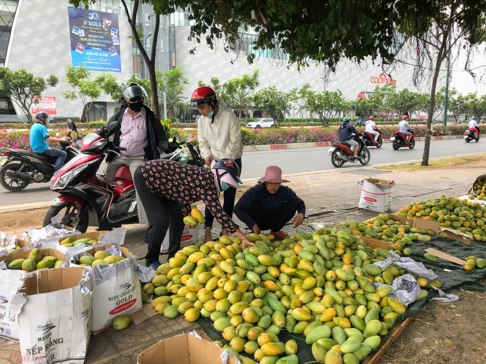Theo người bán tại đường Phạm Văn Đồng, nguồn xoài chủ yếu lấy từ các nhà vườn tại Đồng Nai sau đó được vận chuyển về bán tại TPHCM, do đang vào chín vụ, cộng thêm thời điểm dịch bệnh COVID-19 nên hàng không xuất được đi nước ngoài nên mới có mức giá rẻ như hiện nay.