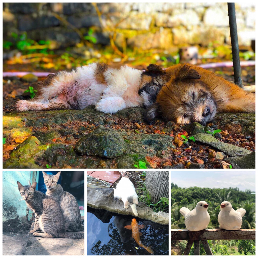 Anh thích mọi người xung quanh được hạnh phúc nên vật nuôi bao giờ cũng có đôi có cặp (Ảnh nhân vật cung cấp)